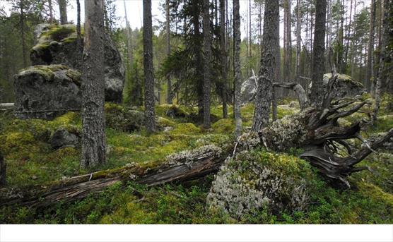 Vanhaa metsää Venäjän Karjalassa © Jyri Mikkola